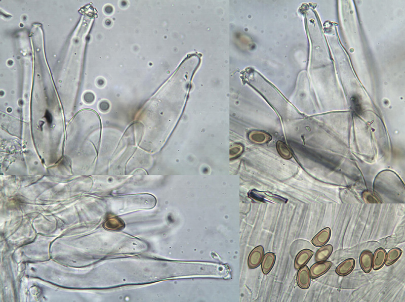 Inocybe tigrina spores cystidia Inocybe tigrina spory hymeniální cystdy